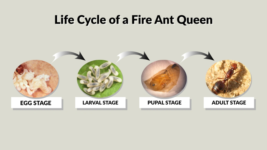 Life Cycle of a Fire Ant Queen