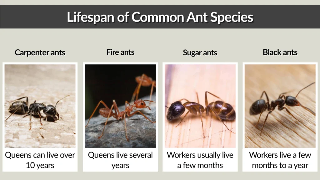 Lifespan of Common Ant Species