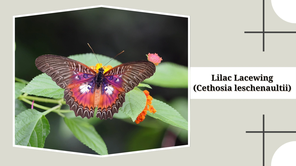 Lilac Lacewing (Cethosia leschenaultii)