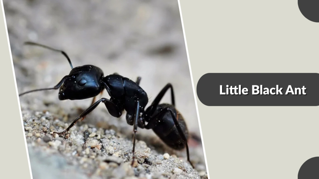 Little Black Ants