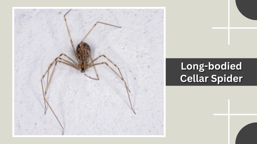 Long-bodied Cellar Spider