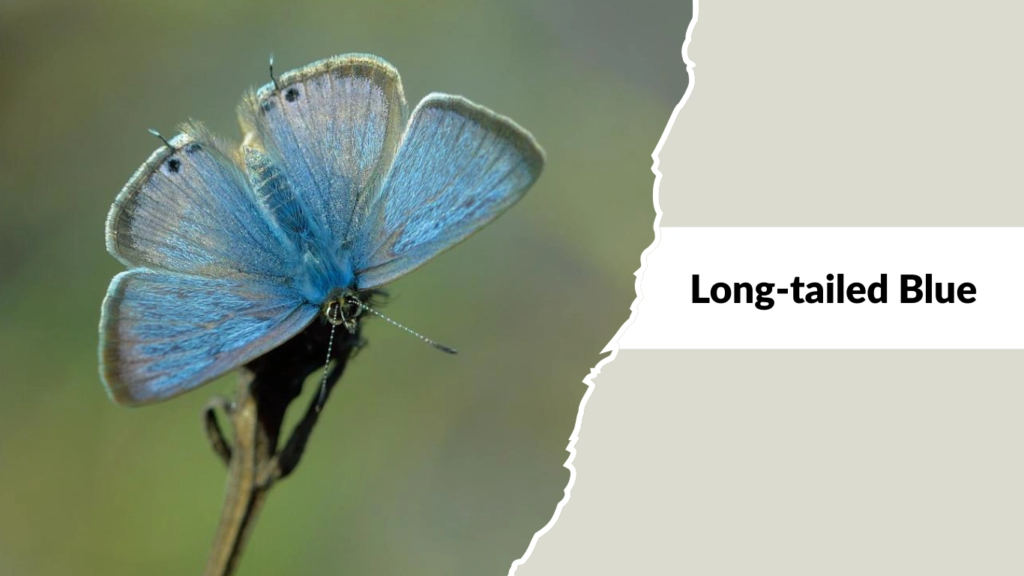 Long-tailed Blue