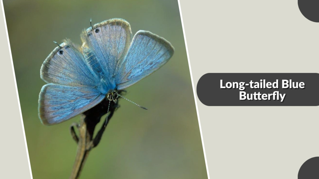 Long-tailed Blue Butterfly
