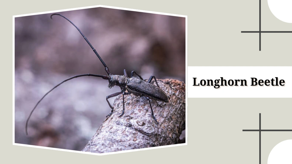 Longhorn Beetle