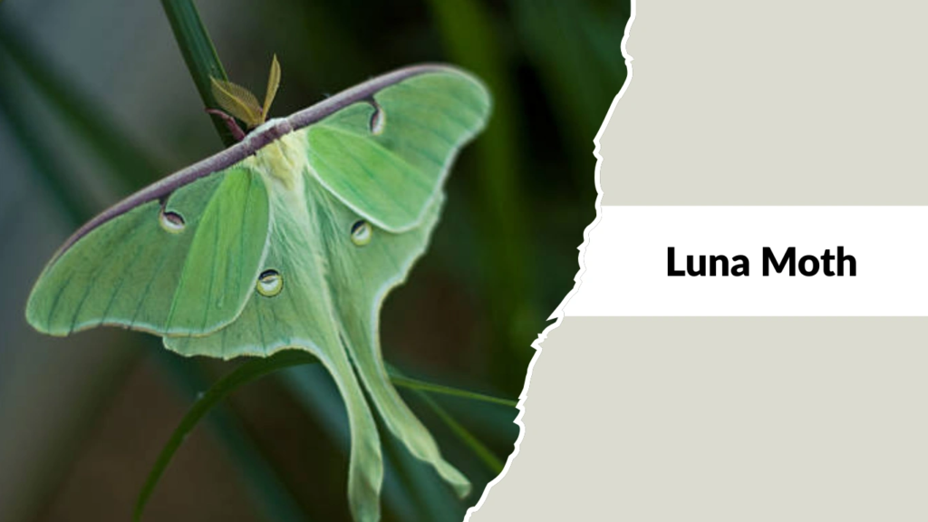 Luna Moth