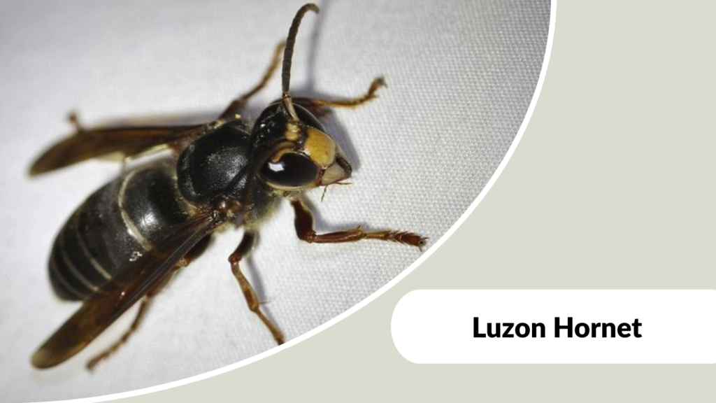 Luzon Hornet