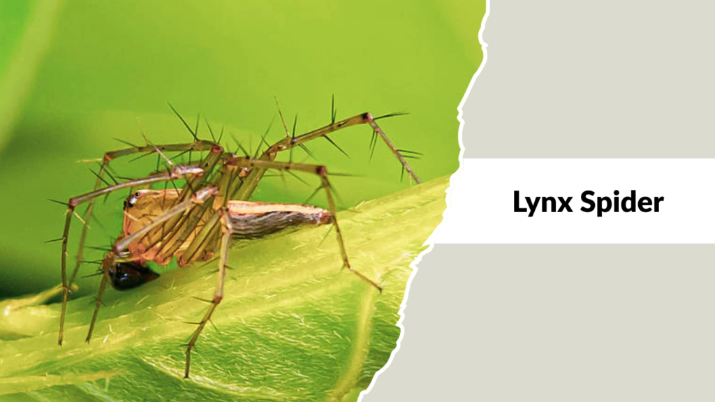 Lynx Spider