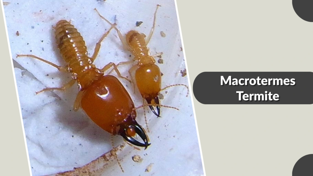 Macrotermes Termite