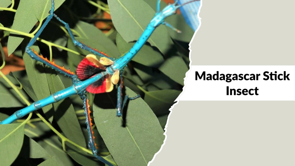 Madagascar Stick Insect