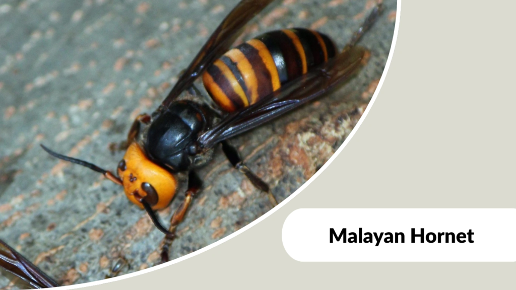 Malayan Hornet