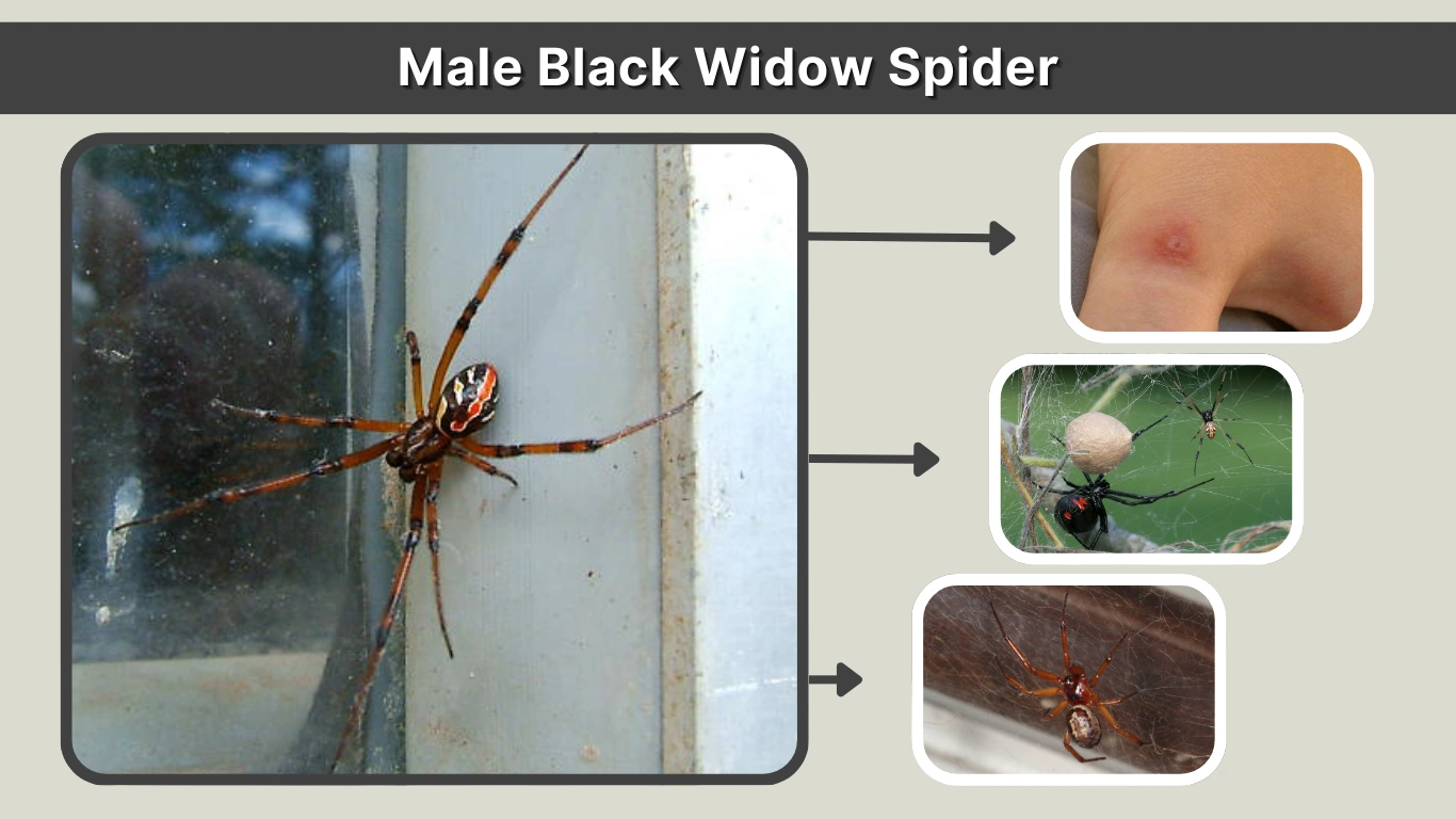 Male Black Widow Spider Identification, Size & Facts