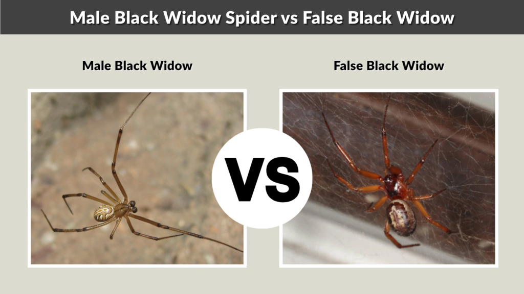 Male Black Widow Spider vs False Black Widow