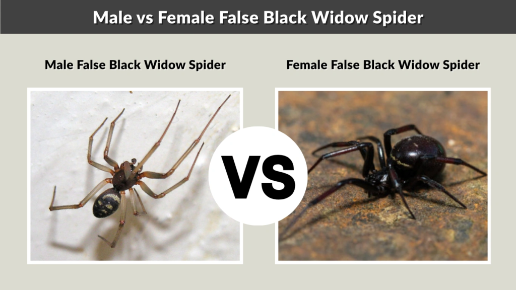 Male vs Female False Black Widow Spider