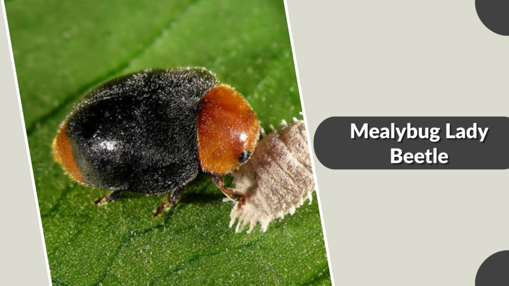 Mealybug Lady Beetle