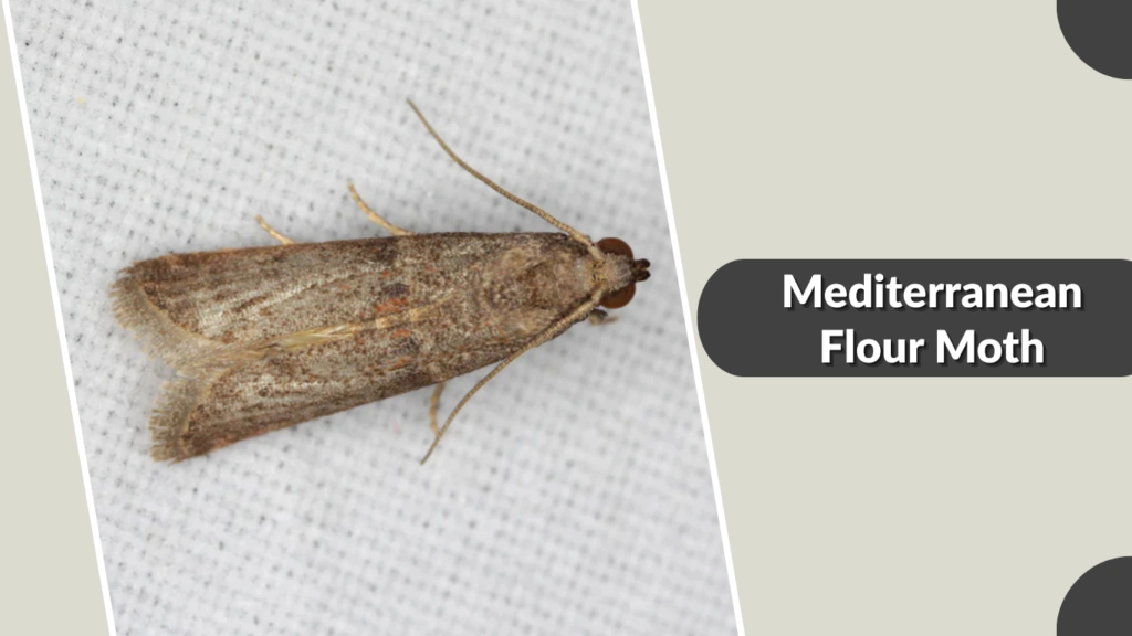Mediterranean Flour Moth
