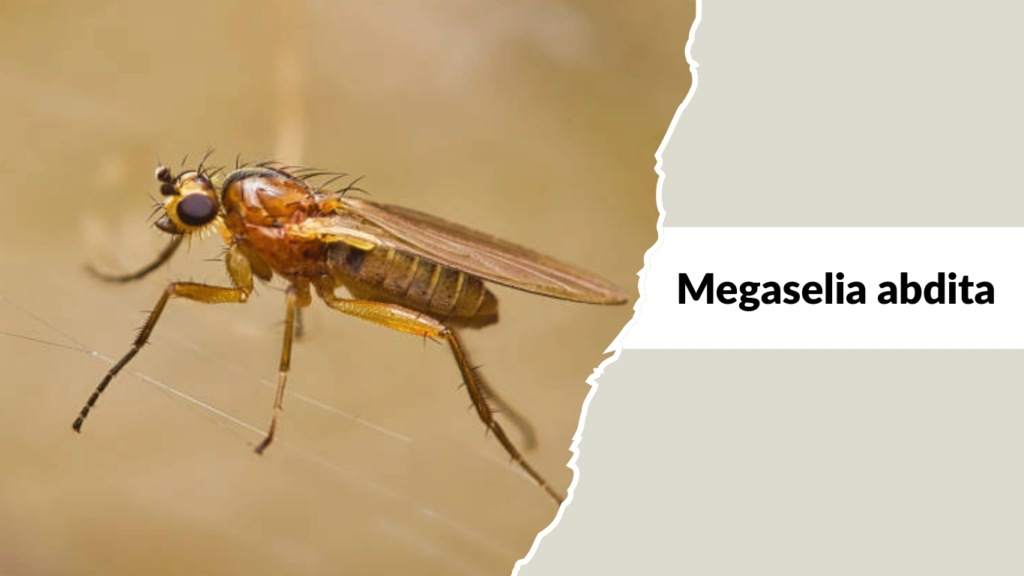 Megaselia abdita