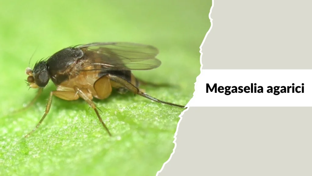 Megaselia agarici
