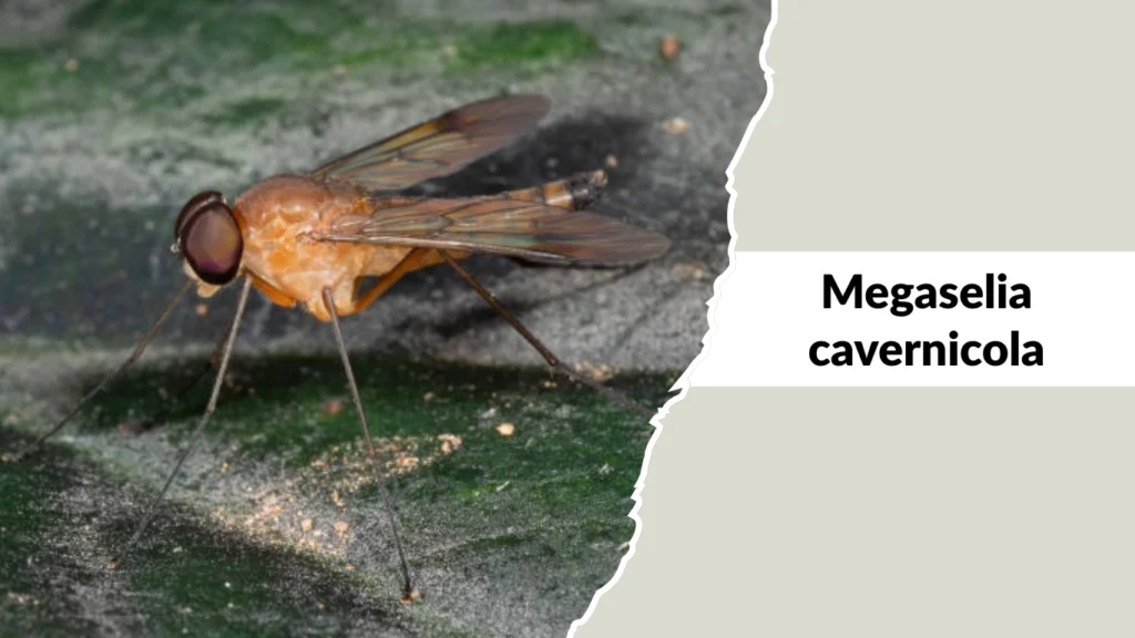 Megaselia cavernicola