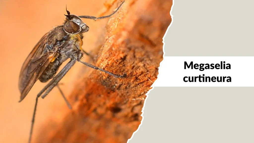 Megaselia curtineura
