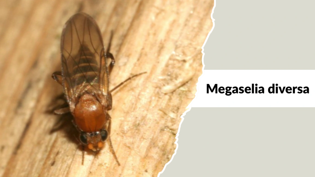 Megaselia diversa