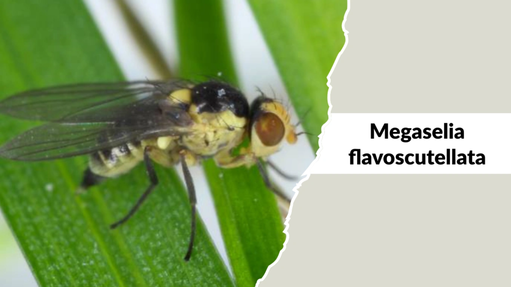 Megaselia flavoscutellata