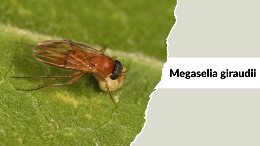 Megaselia giraudii