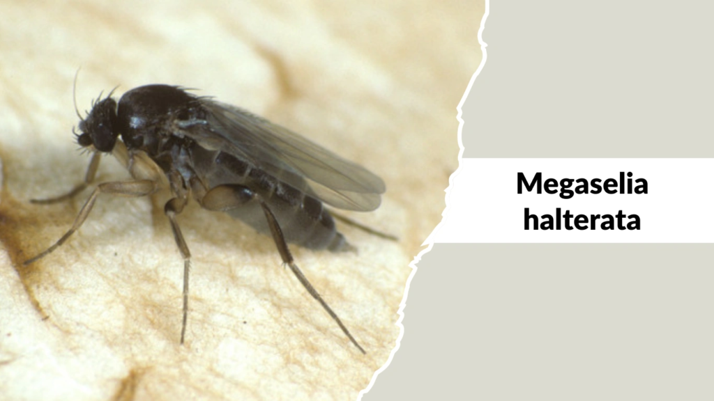 Megaselia halterata