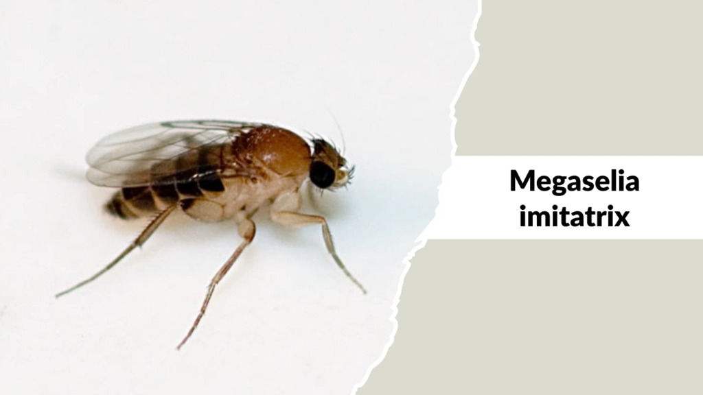 Megaselia imitatrix