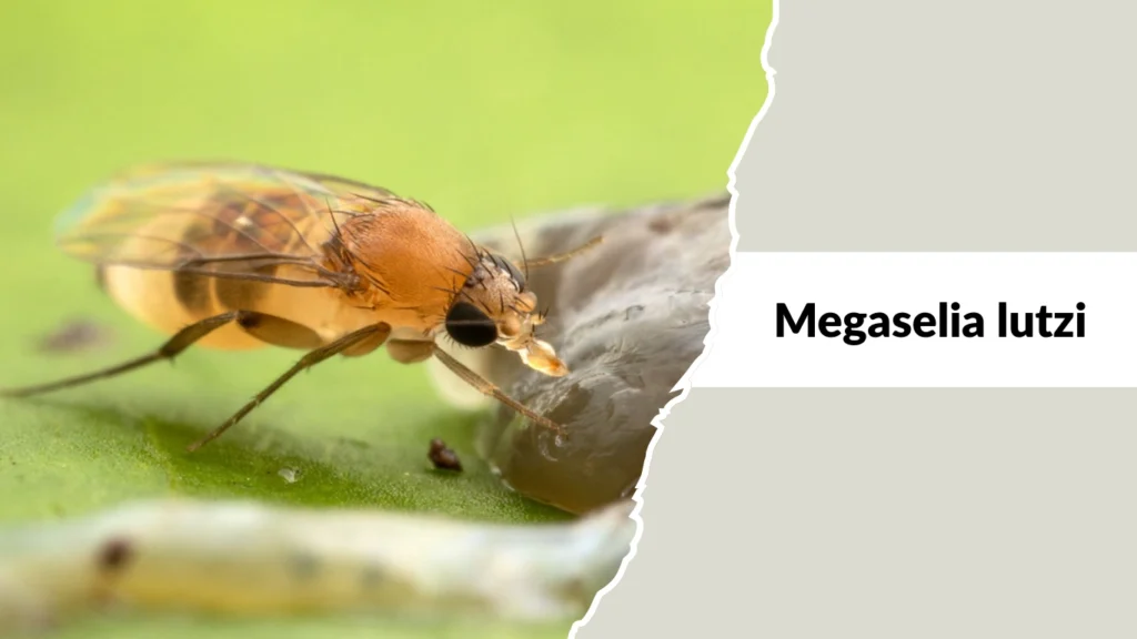 Megaselia lutzi