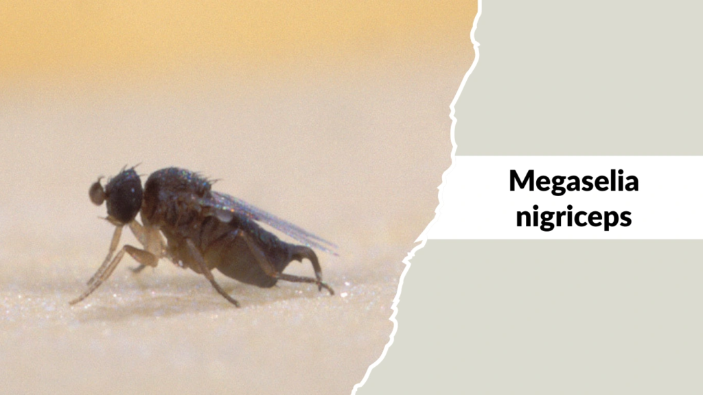 Megaselia nigriceps