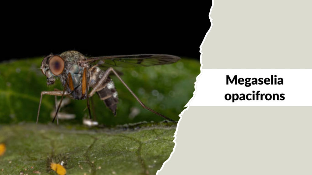 Megaselia opacifrons