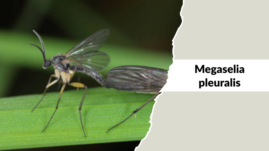 Megaselia pleuralis