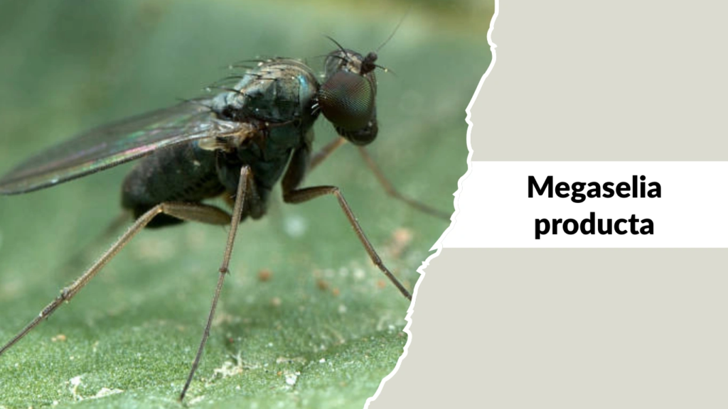 Megaselia producta