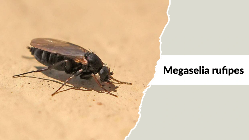Megaselia rufipes