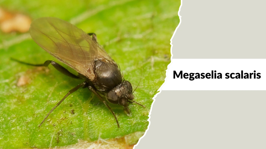 Megaselia scalaris