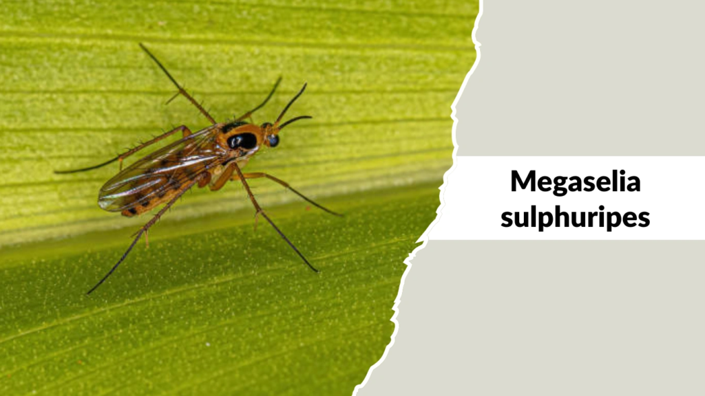 Megaselia sulphuripes