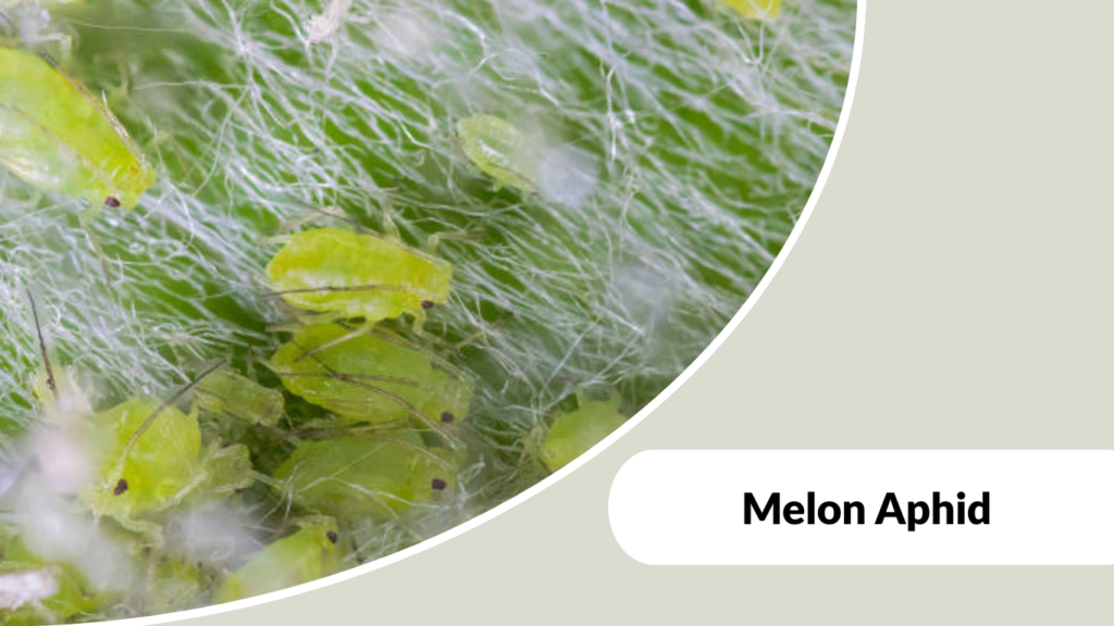 Melon Aphid