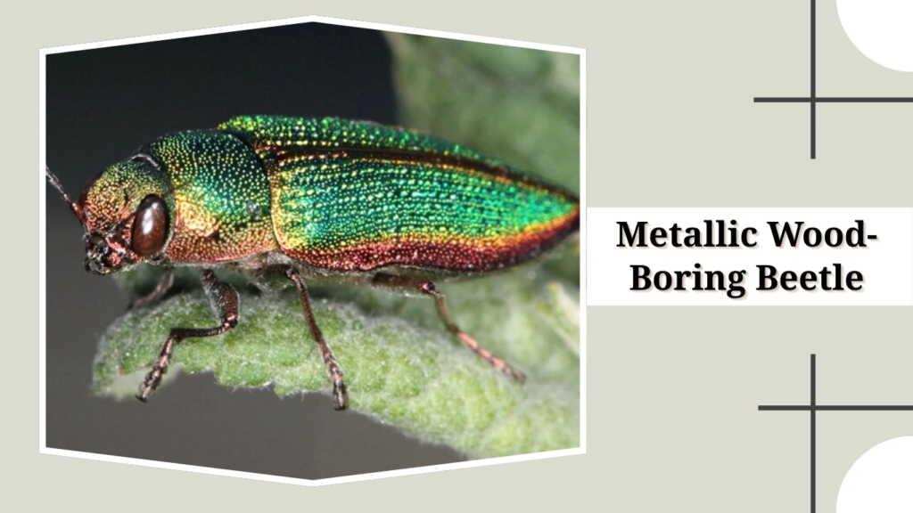 Metallic Wood-Boring Beetle