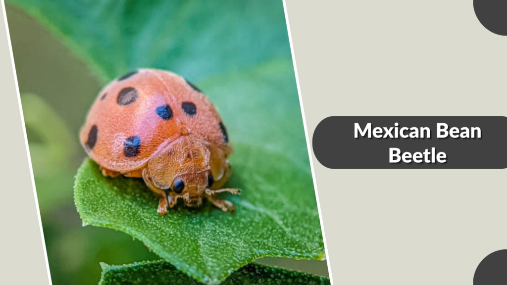 Mexican Bean Beetle