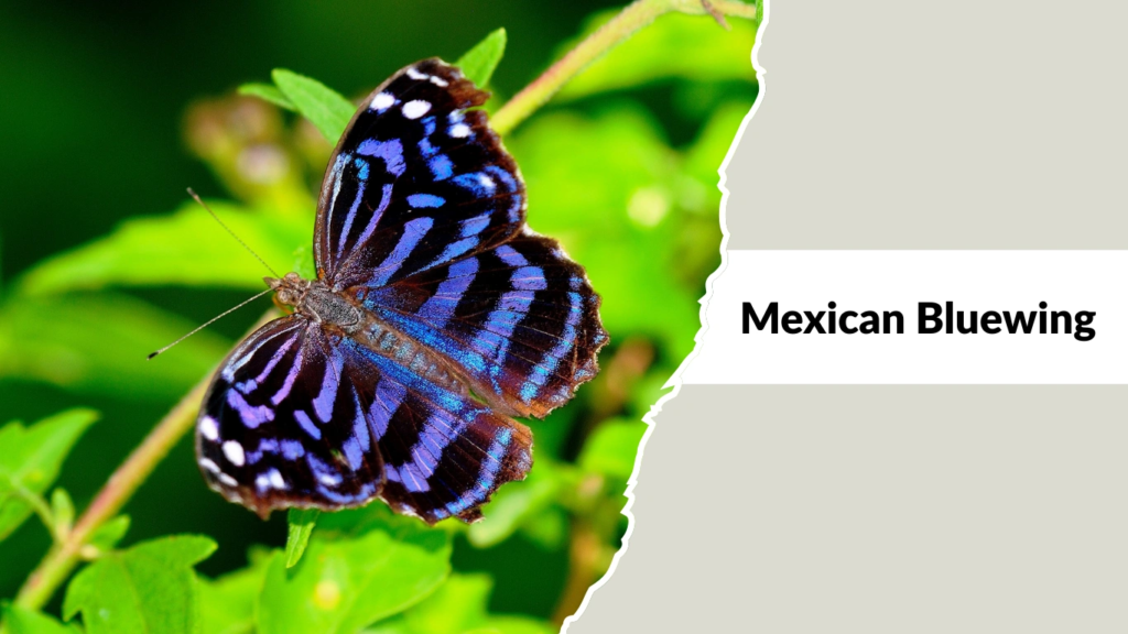 Mexican Bluewing