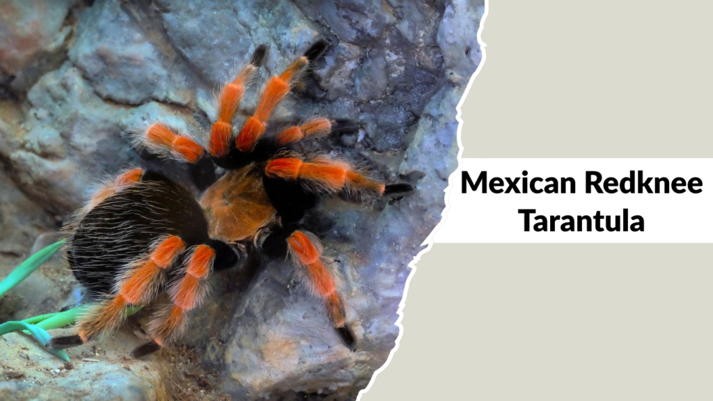 Mexican Redknee Tarantula