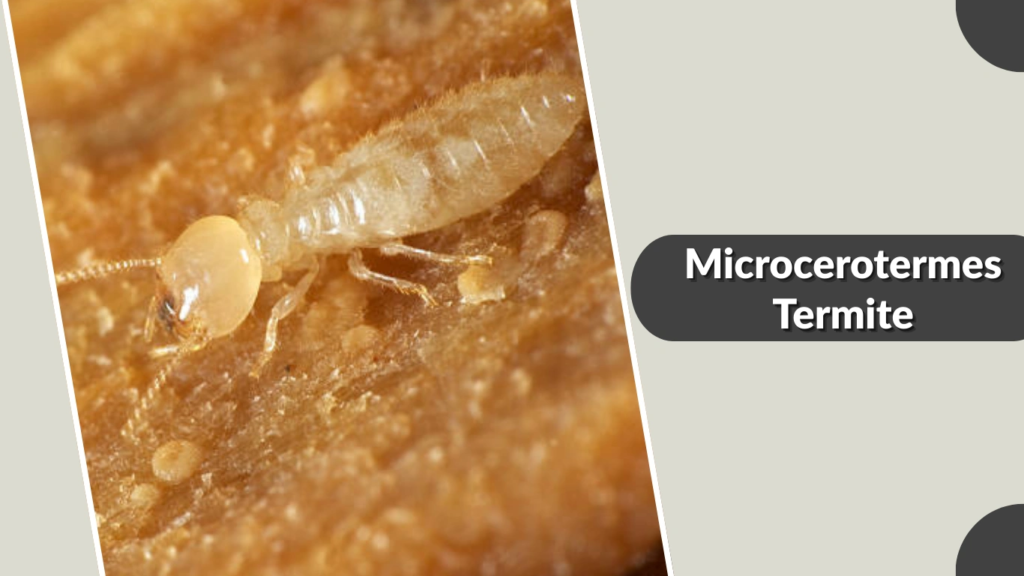 Microcerotermes Termite