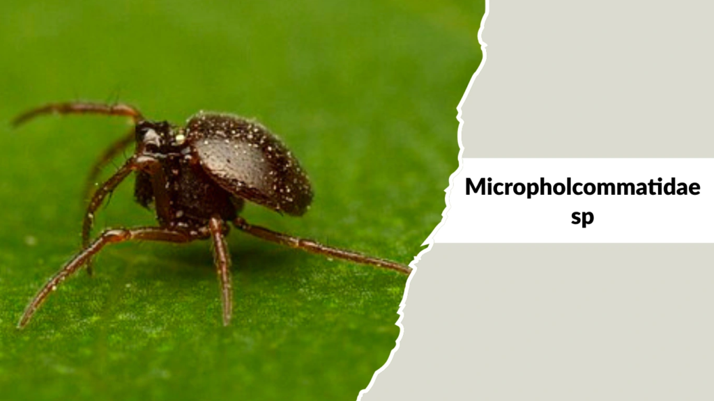 Micropholcommatidae sp