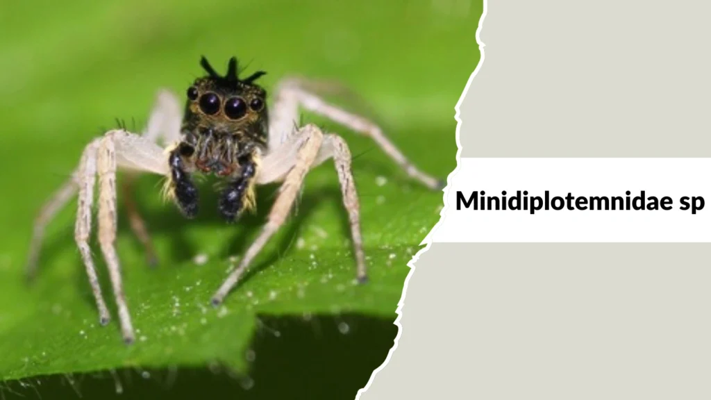 Minidiplotemnidae sp