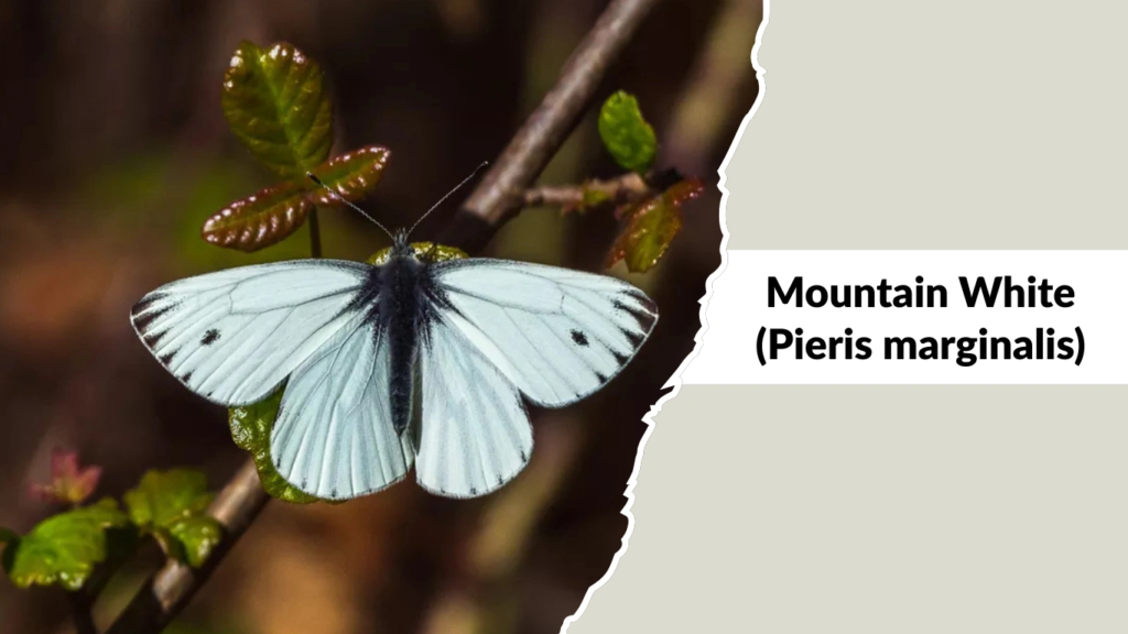 Mountain White (Pieris marginalis)