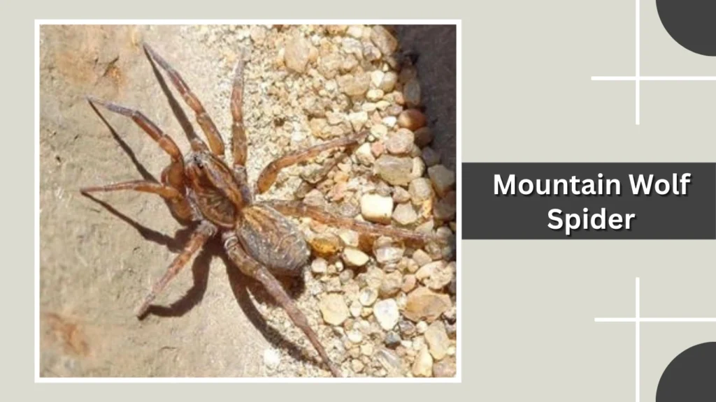 Mountain Wolf Spider