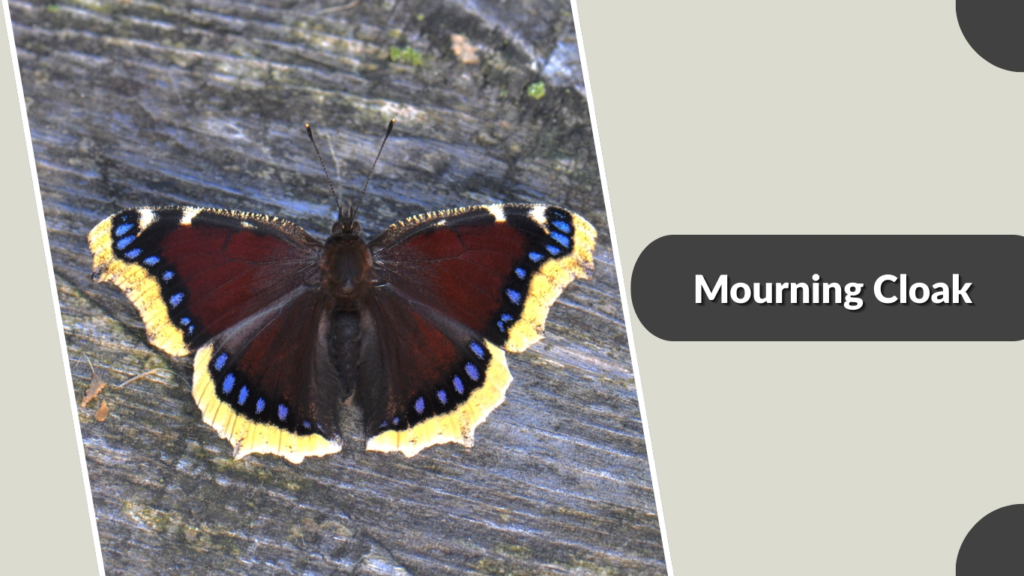 Mourning Cloak