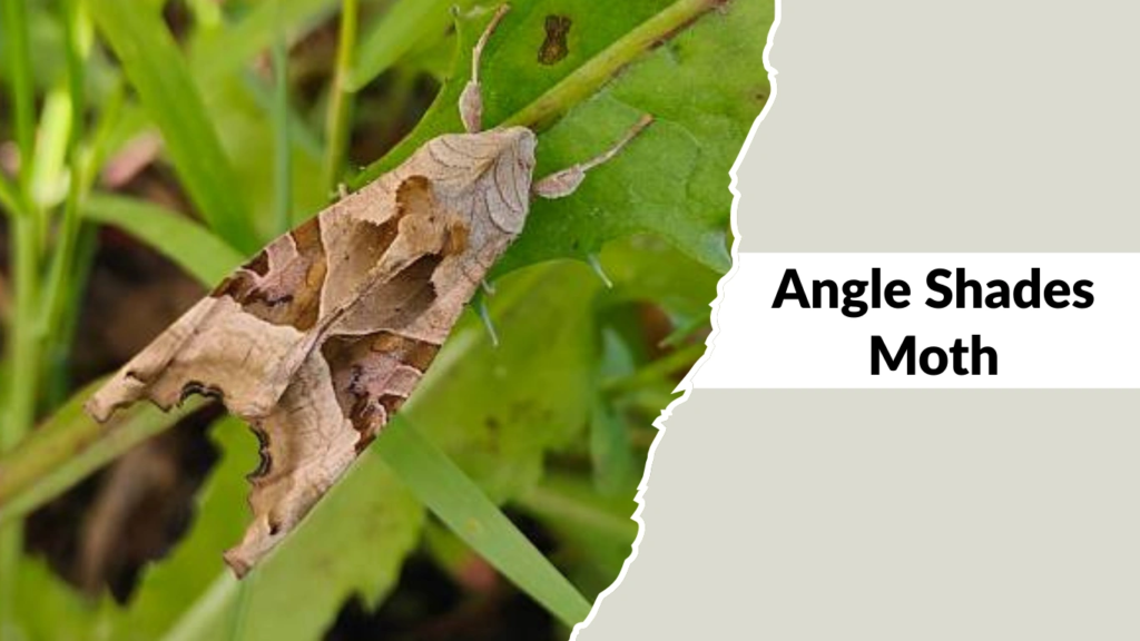Angle Shades Moth