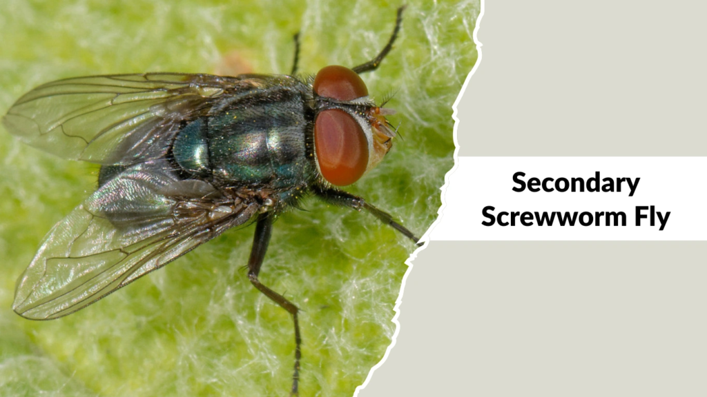 Secondary Screwworm Fly