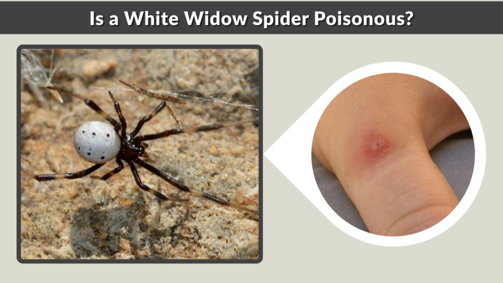 Is a White Widow Spider Poisonous?